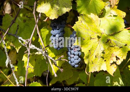 Raisins bleus mûrs accrochés à une vigne en automne Banque D'Images