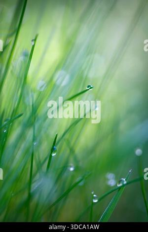 Gros plan de l'herbe avec des gouttes de pluie visibles. L'herbe est verte, et les gouttes sont petites et dispersées à travers le champ. Bokeh d'été bac vert flou Banque D'Images
