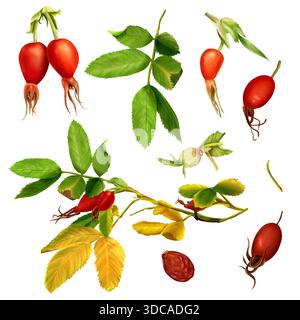 Un ensemble d'illustrations aquarelles de hanches de roses, y compris des feuilles, des fruits, une brindille. Arrière-plan isolé dessiné à la main. Convient pour l'impression sur papier. Banque D'Images
