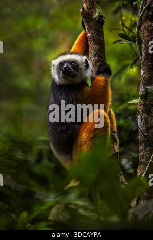 Un Sifaka Diademed tenant un arbre à l'intérieur de la forêt tropicale du parc national d'Analamazaotra, Madagascar. Banque D'Images