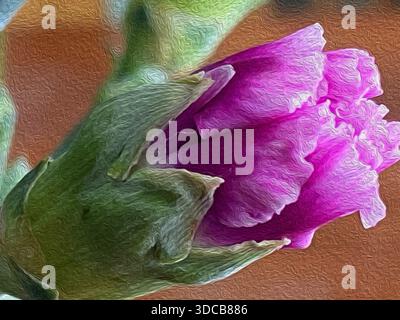Peinture à l'huile, fond floral, gros plan d'un fleuron bicolore rose Carnation commençant à s'ouvrir Banque D'Images