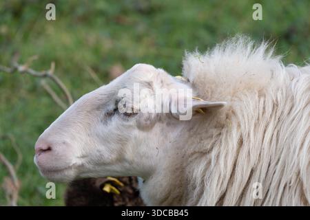 Un mouton moelleux avec une grande oreille pèle paisiblement sur un champ verdoyant et vif. Banque D'Images