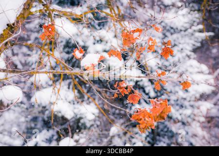 Feuilles d'automne oranges couvertes de neige sur une branche d'arbre dans une forêt d'hiver. Banque D'Images