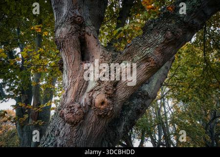 Plan macro détaillé de l'écorce accidentée d'un grand vieil arbre, avec des feuilles d'érable jaunes à foyer doux en arrière-plan, typiques des forêts côtières suédoises. Banque D'Images