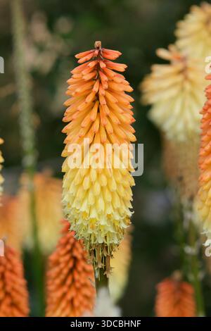 Kniphofia Tawny King, rouge chaud poker debout pérenne prisé pour torche orange et jaune comme des pointes de fleurs. Banque D'Images