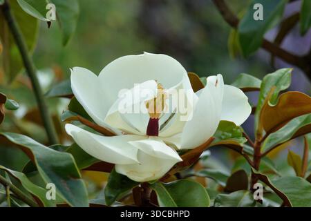 Magnolia grandiflora Bracken’s Brown Beauty affichant des feuilles teintées brunes et des fleurs blanches crémeuses. Fleurs de Magnolia Banque D'Images