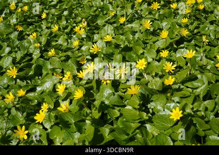 Célandine inférieure (Ranunculus ficaria) fleurs jaunes et feuilles vertes fond avec un papillon blanc à veines vertes sur une fleur Banque D'Images