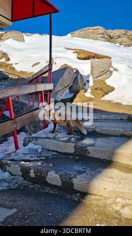 Renard roux (Vulpes vulpes) dans un paysage de montagne enneigé près de la station de téléphérique Babele, montagnes Bucegi, Roumanie Banque D'Images