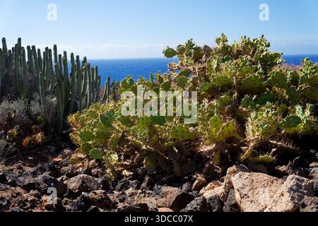 Côte rocheuse de Tenerife autour du Montana Bocinegro et Montana Roja montagne, près de El Medano, îles Canaries, Espagne, journée ensoleillée d'été Banque D'Images