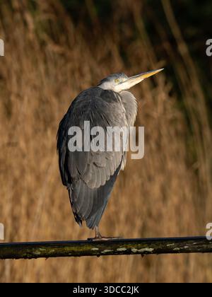 Héron gris perché dans la lumière du soleil à Slimbridge WWT , Gloucestershire UK[ Ardea cinerea] Banque D'Images
