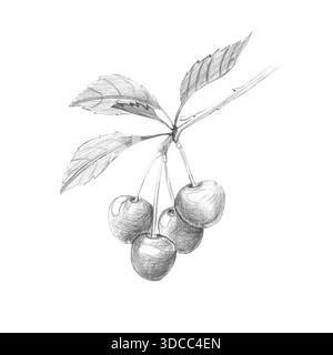 Dessin au crayon de grappe suspendue de cerises mûres sur branche feuillue. Croquis botanique réaliste, isolé sur fond blanc. Illustration monochrome pour étiquettes alimentaires, emballages rustiques, dessins Banque D'Images
