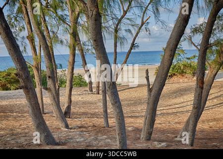 Bosquet d'arbres cultivés sur quelques dunes de sable dans l'île de Lamu au sud de Shela station balnéaire. Banque D'Images