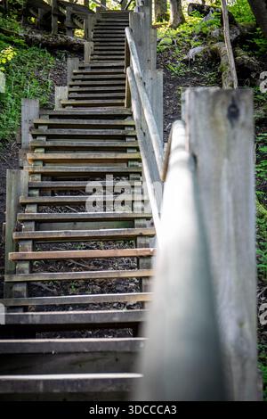 Escalier en bois dans la forêt menant vers le haut à travers les arbres. Banque D'Images