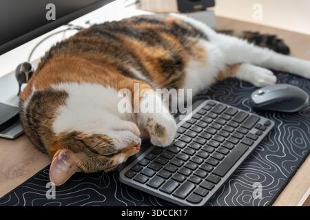Un tabby fatigué et chat blanc sieste paisiblement sur un bureau en bois, reposant sa tête près d'un clavier d'ordinateur dans un bureau à domicile confortable. Banque D'Images