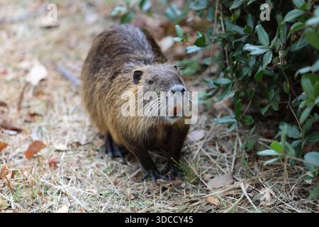 Le majestueux château d'Osaka domine l'étendue sereine du parc du château d'Osaka, invitant les visiteurs à explorer le riche patrimoine du Japon à Osaka, au Japon. Banque D'Images