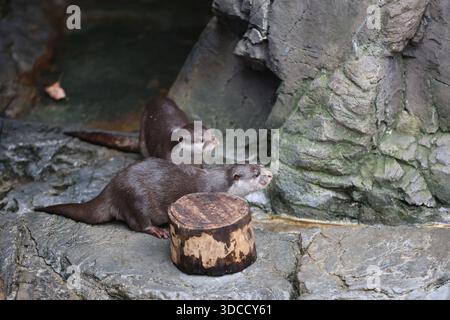 Le majestueux château d'Osaka domine l'étendue sereine du parc du château d'Osaka, invitant les visiteurs à explorer le riche patrimoine du Japon à Osaka, au Japon. Banque D'Images