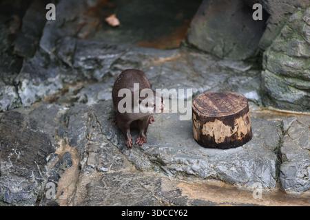 Le majestueux château d'Osaka domine l'étendue sereine du parc du château d'Osaka, invitant les visiteurs à explorer le riche patrimoine du Japon à Osaka, au Japon. Banque D'Images