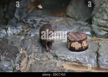 Le majestueux château d'Osaka domine l'étendue sereine du parc du château d'Osaka, invitant les visiteurs à explorer le riche patrimoine du Japon à Osaka, au Japon. Banque D'Images