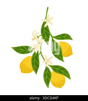 Illustration vectorielle texturée de branche de citron. Citron à feuilles de rameaux d'agrumes avec des feuilles et des fleurs. Citron entier abstrait frais juteux citrus compris Fruits décoratifs peinture à la main éléments de conception dessinés à la main Illustration de Vecteur