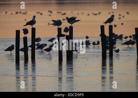Les goélands à tête noire (Larus ridibundus) se rassemblent sur des poteaux dans l'eau au coucher du soleil, lac Duemmer, Lembruch, basse-Saxe, Allemagne Banque D'Images
