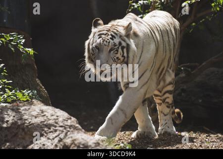 Tigre blanc (Panthera tigris), Loro Park, Tenerife, Espagne Banque D'Images