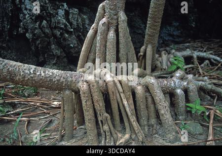 Racine d'arbre sur Ko Phi Phi le, Thaïlande, décembre 2002, vintage, rétro, vieux, historique Banque D'Images