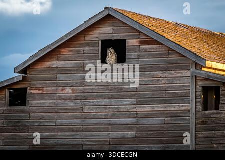 Un hibou à grandes cornes assis à la fenêtre d'une grange abandonnée Banque D'Images
