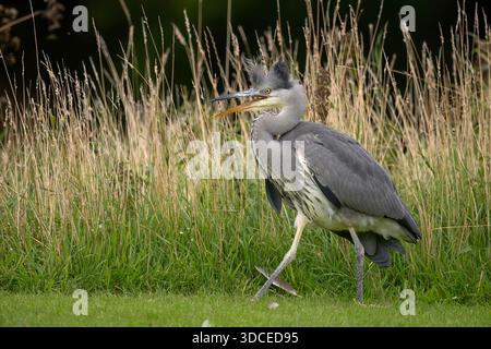 Héron sur l'herbe avec des plumes de tête peluchées, couchant Banque D'Images