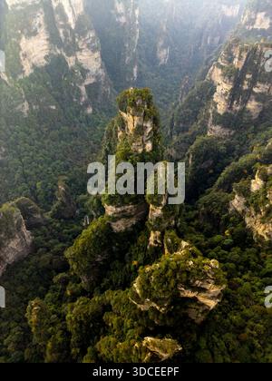 Vue aérienne d'imposants piliers de grès, densément couverts d'une végétation verte vibrante, perçant l'air brumeux dans Zhangjiajie National Fores Banque D'Images