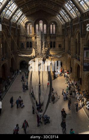 Londres, Royaume-Uni - 23 avril 2022 : vue du squelette colossal de baleine bleue suspendu de façon spectaculaire dans la grande salle du Victoria Albert Museum, baigné Banque D'Images