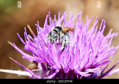 Macro d'une abeille solitaire couverte de grains de pollen, se nourrissant d'une fleur de chardon violet vibrante dans une prairie ensoleillée. Banque D'Images