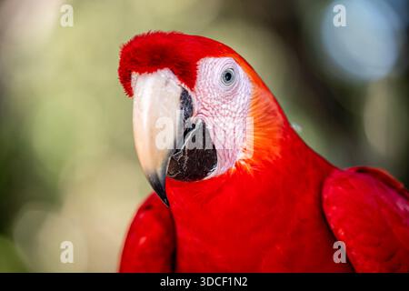 Honduras, Copán, Copán Ruinas, Scarlet macaw (Ara macao) Banque D'Images