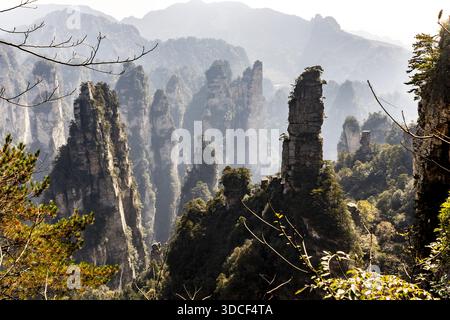 Vue sur les piliers de grès imposants perçant à travers l'air brumeux, au milieu d'arbres verdoyants et de falaises accidentées, créant un paysage surréaliste, Zhangji Banque D'Images