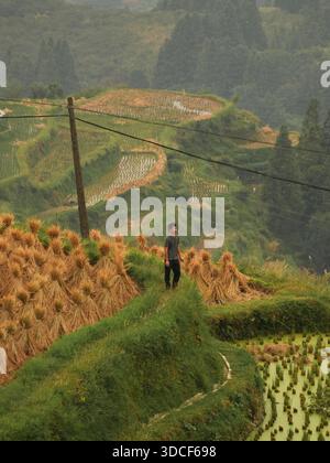 Qiandongnan, Chine - 30 septembre 2025 : vue d'une figure solitaire au milieu des terrasses verdoyantes des rizières, sous la lumière douce et diffuse de Banque D'Images
