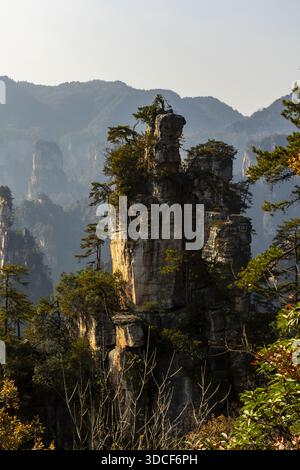 Vue des piliers de grès imposants couronnés d'arbres verts robustes perçant le ciel brumeux, créant un paysage de verticalité dramatique, Zhangjiajie, H. Banque D'Images
