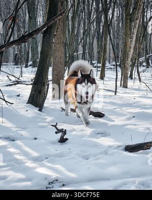 Chien Husky sibérien dans la forêt d'hiver. Portrait d'un Husky brun et blanc joyeux courant vers la caméra dans un bois enneigé. Banque D'Images