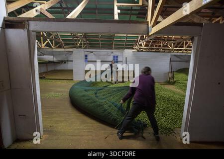 Wakefield, Nouvelle-Zélande - 07 mars 2024 : vue de travailleurs transportant un grand filet vert rempli de houblon fraîchement récolté à l'intérieur d'une grange en bois, l'air Thi Banque D'Images
