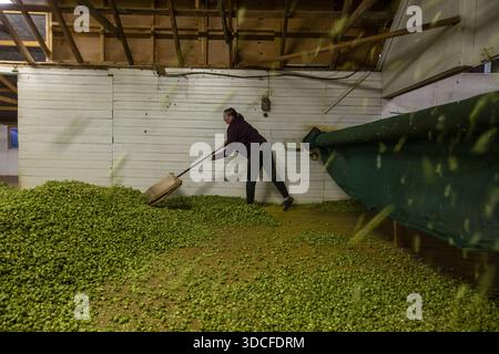 Wakefield, Nouvelle-Zélande - 07 mars 2024 : vue d'un ouvrier au milieu d'une cascade de houblons verts vibrants, l'air épais avec leur parfum terreux et doré Banque D'Images
