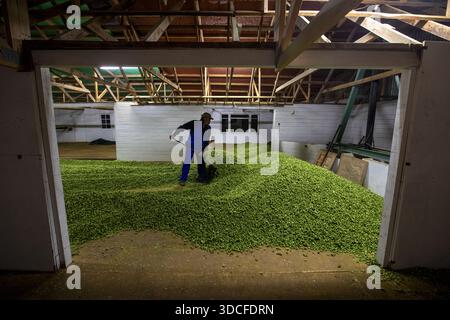 Wakefield, Nouvelle-Zélande - 07 mars 2024 : vue d'un ouvrier au milieu de la récolte de houblon vert vif, l'air épais avec des arômes terreux sous le bois rustique Banque D'Images