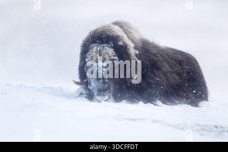 Un puissant boeuf musqué (Ovibos moschatus) gisant pendant une forte tempête de neige dans son habitat naturel arctique dans le parc national Dovrefjell, en Norvège. Banque D'Images