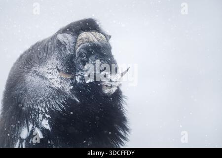 Portrait d'un puissant bœuf musqué (Ovibos moschatus) lors d'une forte tempête de neige dans son habitat naturel arctique dans le parc national Dovrefjell, Norvège. Banque D'Images