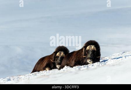 Deux puissants bœufs musqués (Ovibos moschatus) se trouvent dans un paysage hivernal enneigé dans le parc national de Dovrefjell, en Norvège, adapté au climat rigoureux de l'Arctique. Banque D'Images