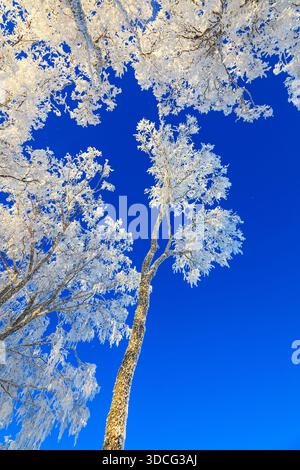 Frosty cime des arbres contre le ciel bleu Banque D'Images