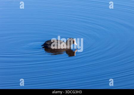 Piscine dans l'eau Banque D'Images