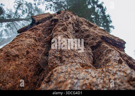 Le général Sherman Tree aboie vers le ciel Banque D'Images