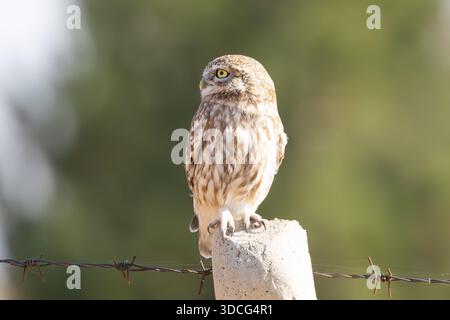 Diyarbakir, Diyarbakir, Turquie. 22 décembre 2025. Un petit hibou (Athene noctua) attend perché sur une perche pour chasser les souris des champs dans les jardins historiques de Hevsel. (Crédit image : © Dogan Evsan/ZUMA Press Wire) USAGE ÉDITORIAL SEULEMENT ! Non destiné à UN USAGE commercial ! Banque D'Images