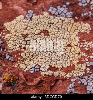 La vue de la surface texturée de la roche montre des taches de lichen jaune vif contrastant avec la pierre brun rougeâtre, un micro-paysage de couleur et de detai Banque D'Images