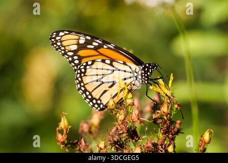 Monarch Butterfly reposant sur une tête de semence de fleur sauvage séchée dans un pré du Wisconsin. Banque D'Images