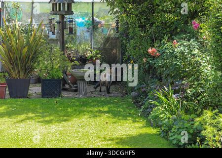 Un renard sauvage (Vulpes vulpes) dans un jardin de banlieue, Stoke-on-Trent, Staffordshire, Angleterre, Royaume-Uni Banque D'Images