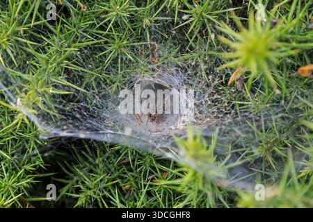 Toile en forme d'entonnoir d'une araignée labyrinthe (Agelena labyrinthica), Cornouailles, Angleterre, Royaume-Uni Banque D'Images